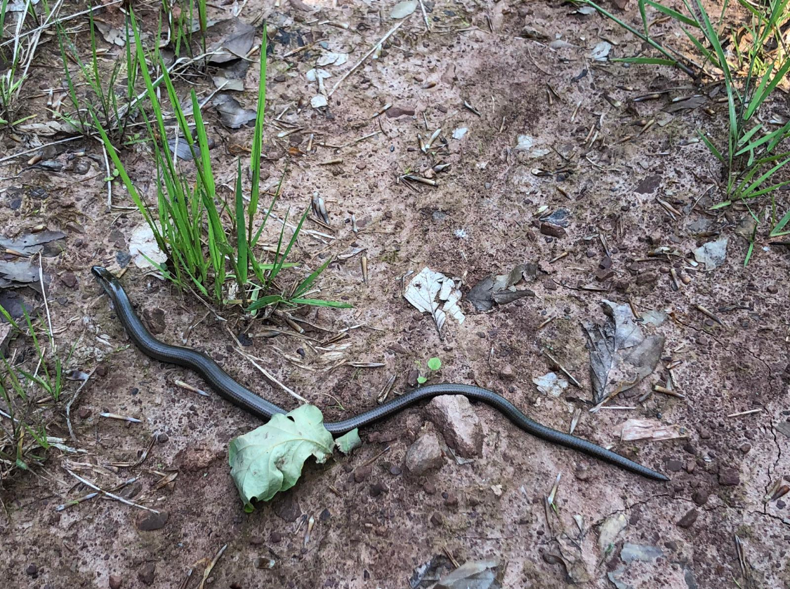 Schlange kriecht über erdigen Boden mit Gras.