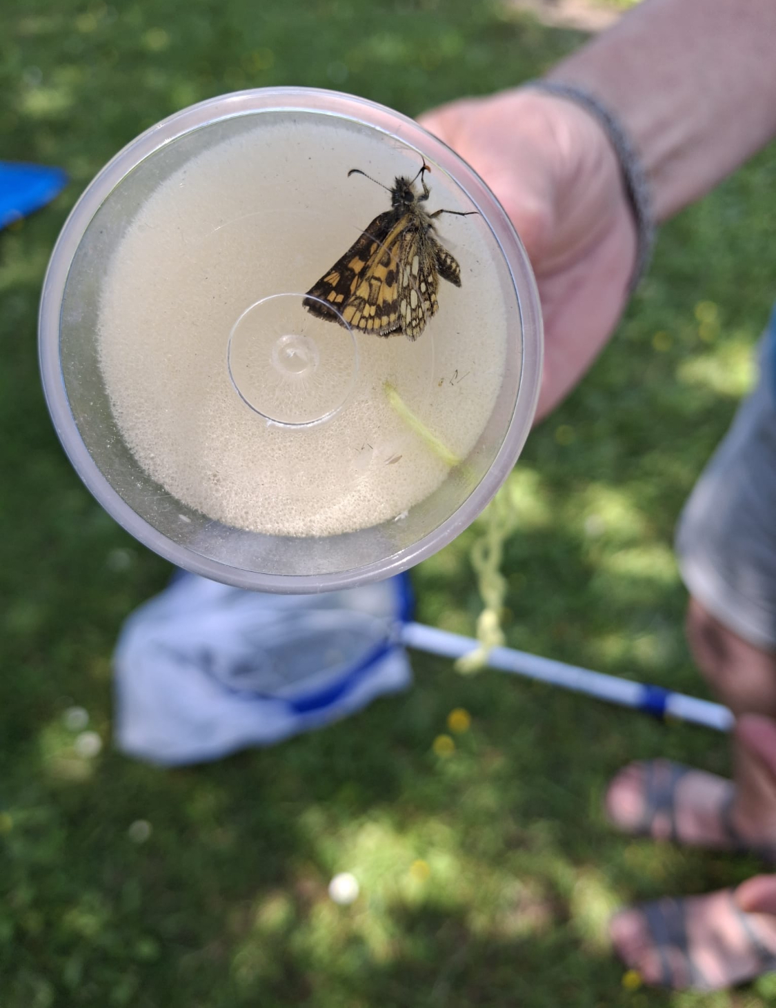 Schmetterling in Plastikgefäß über grüner Wiese
