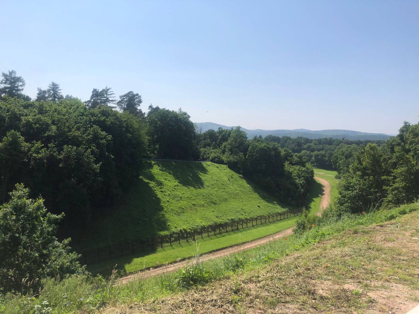 Grüner Hügel mit Wald und Feldweg.