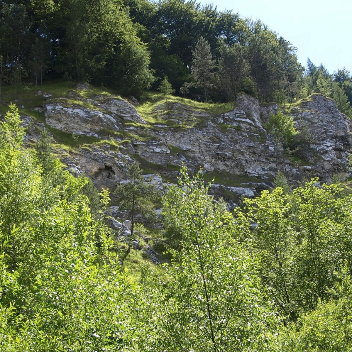 Felsen und Bäume im Wald im Sommer