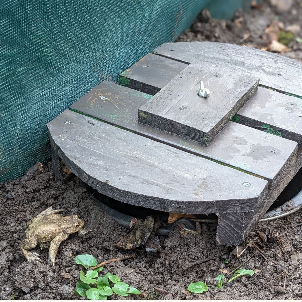 Kr&ouml;te neben Holzabdeckung auf Erdboden.