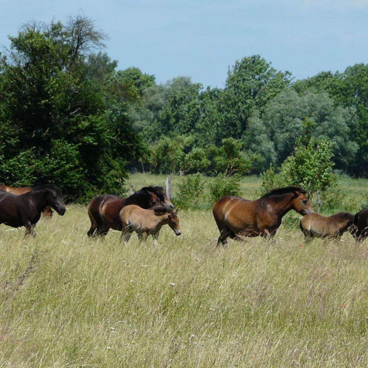 Wildpferde auf einer Wiese mit Bäumen.