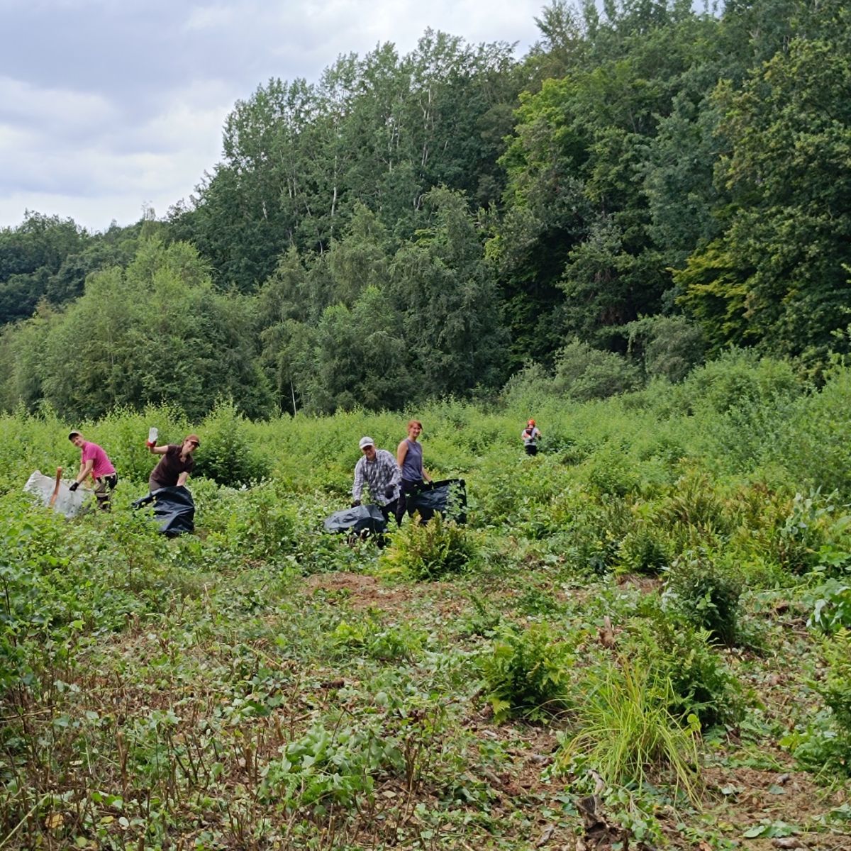 Gruppe reinigt Wald von Müll.