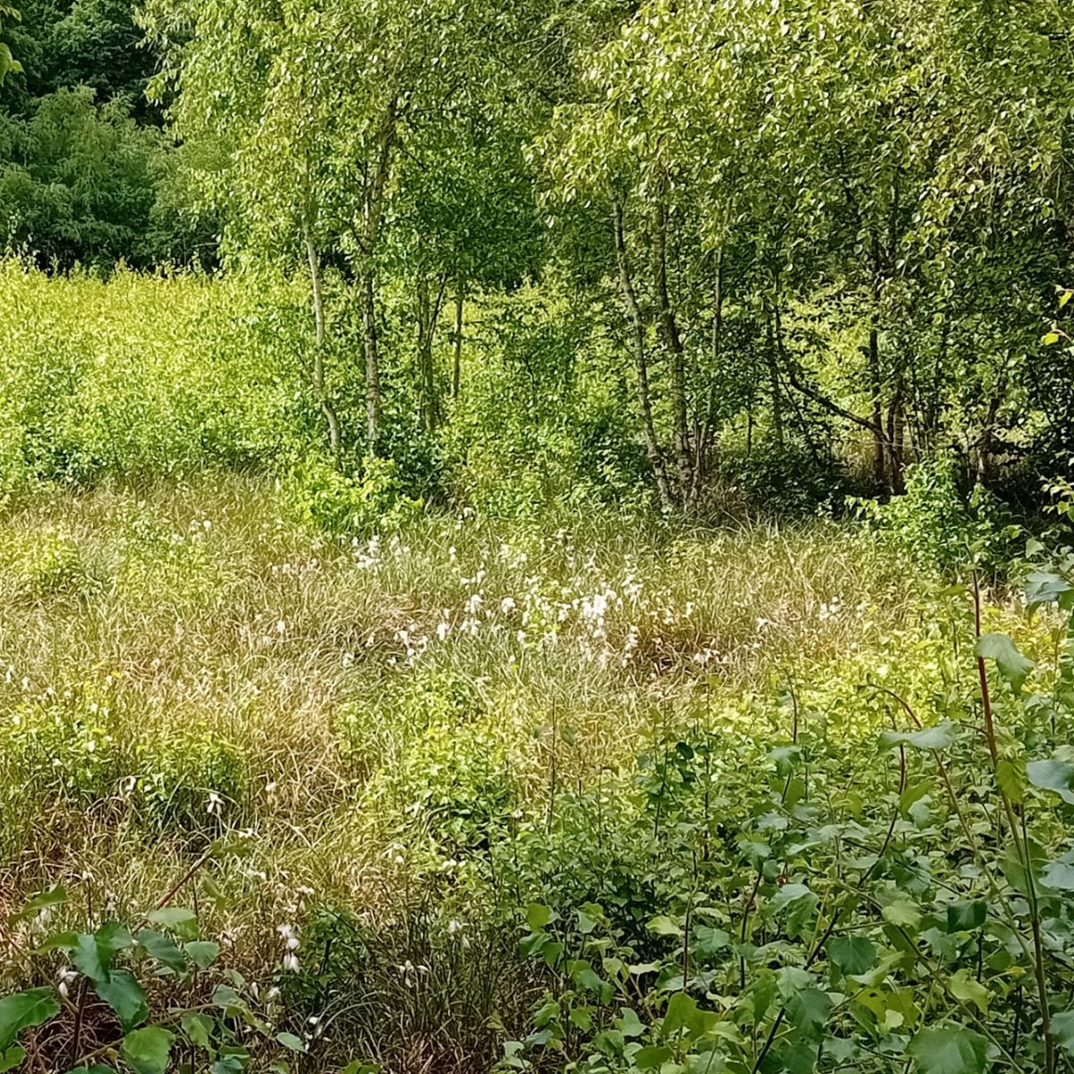 Grüne Wiese mit Bäumen und Pflanzen