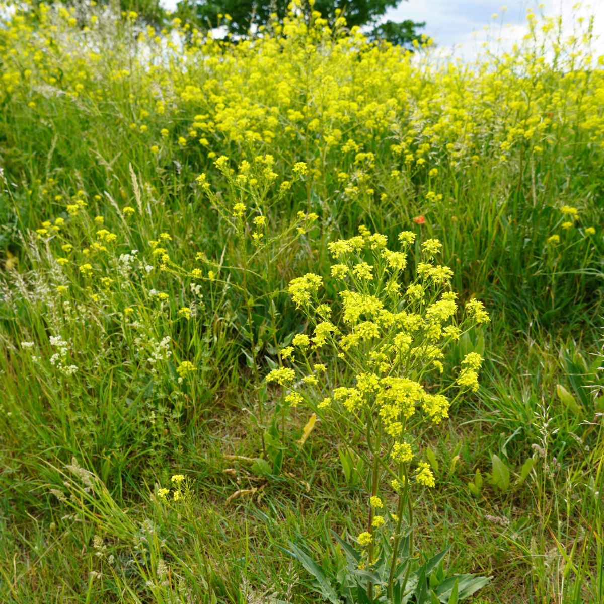Wiese mit gelben Wildblumen.